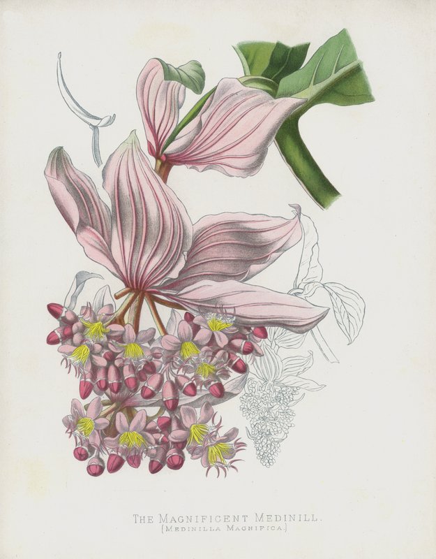 Den storslåtte Medinilla, Medinilla Magnifica av English School