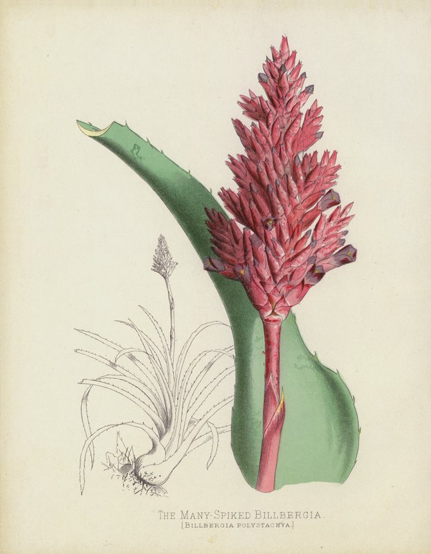 Den mangepiggede Billbergia, Billbergia(?) Polystachya av English School