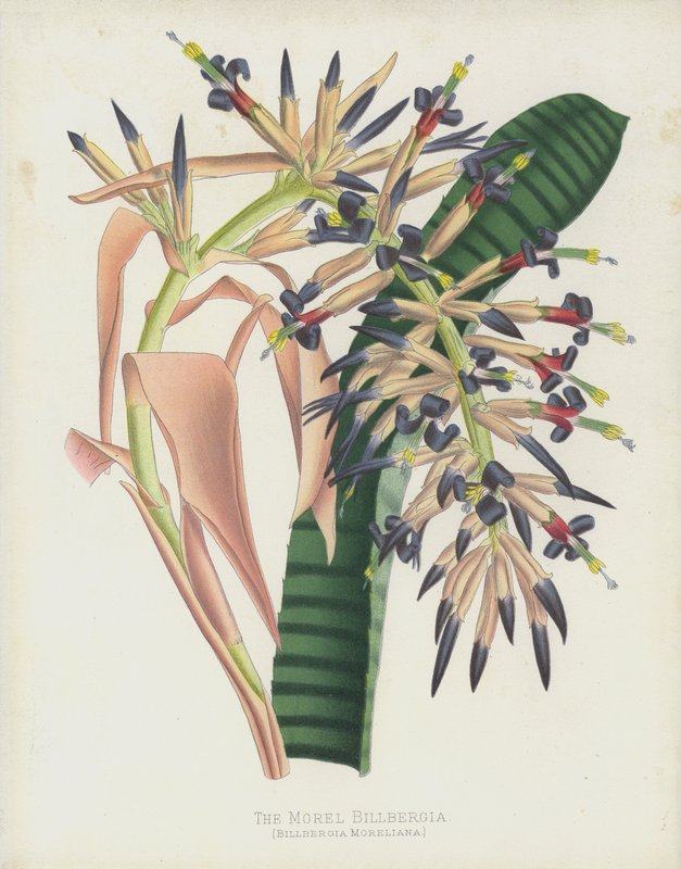 The Morel Billbergia, Billbergia Moreliana av English School