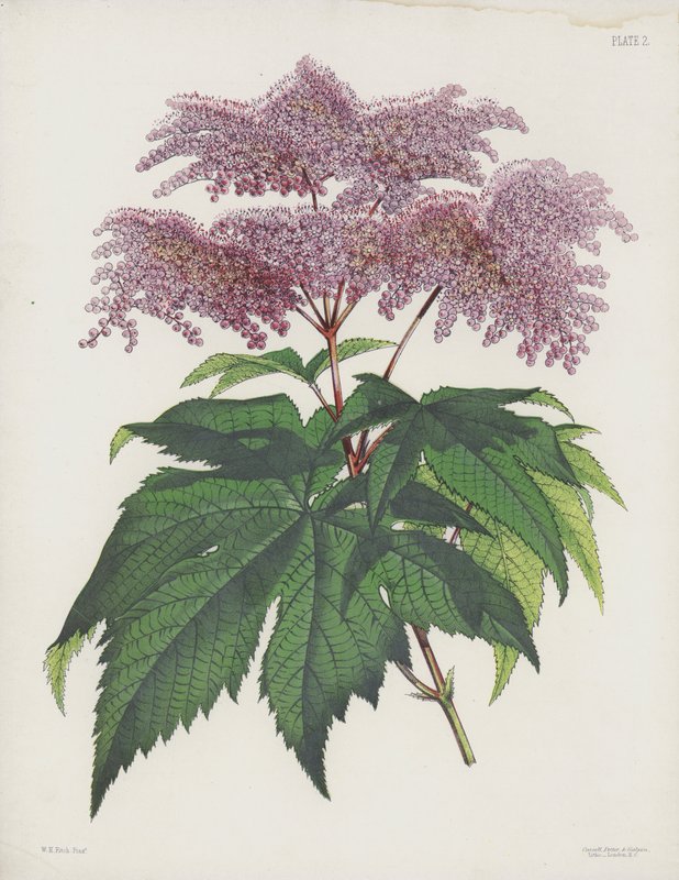 The Palmate-Leaved Spirea, Spiraea Palmata av English School