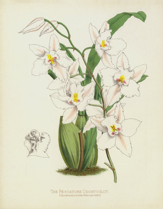 Fiskeren Odontoglot, Odontoglossum Pescatorei av English School