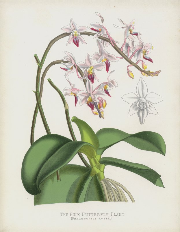 Den rosa sommerfuglplanten, Phalaenopsis Rosea av English School
