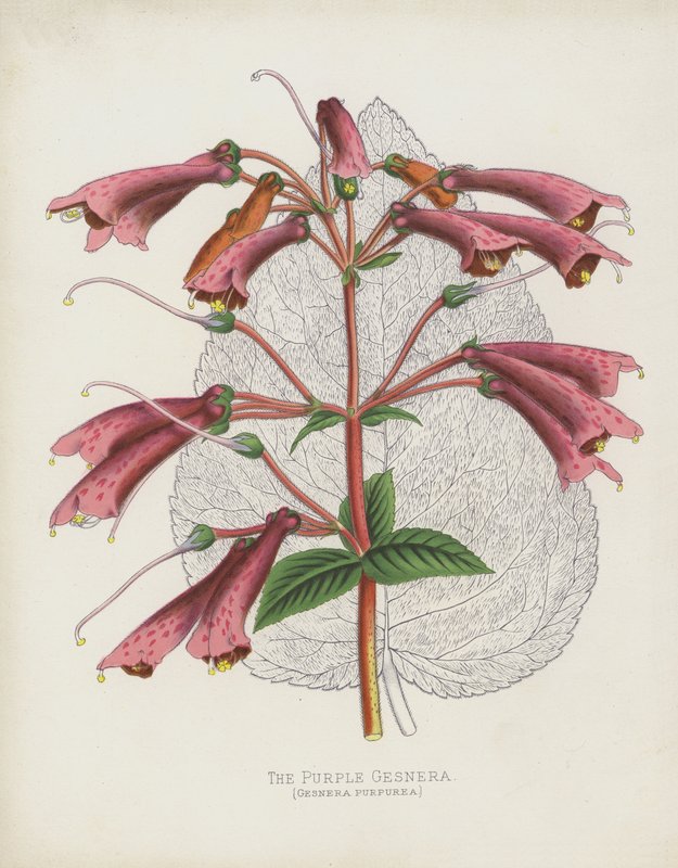 Den lilla Gesnera, Gesnera Purpurea av English School