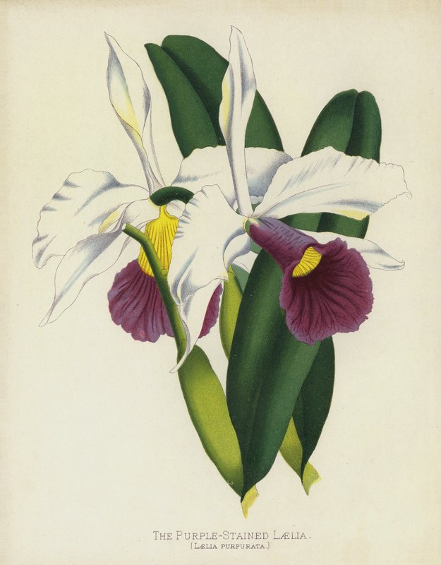 Den lilla-fargede Laelia, Laelia Purpurata av English School
