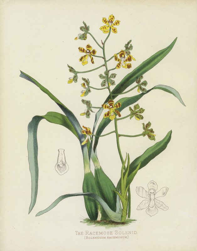 Racemose-soleniden, Solenidium Racemosum av English School