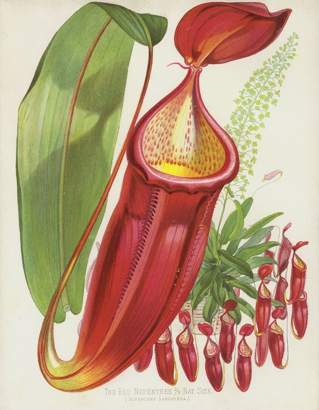 De røde Nepenthes, Nepenthes Sanguinea av English School