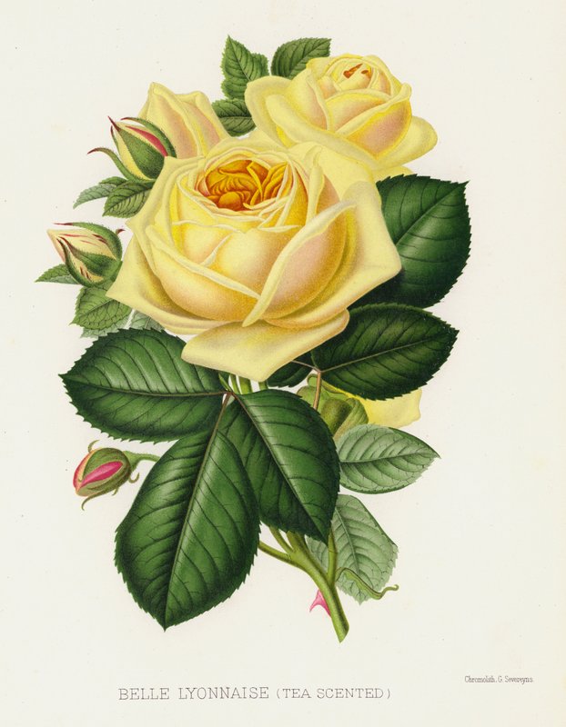 Rosehagen: Belle Lyonnaise, teduftende av English School