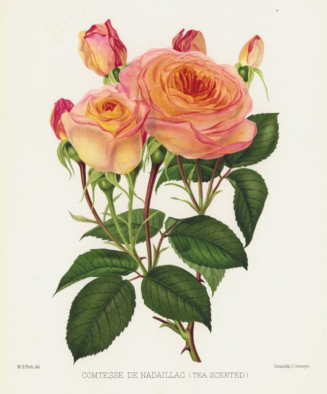 Rosehagen: Comtesse De Nadaillac, teduftende av English School
