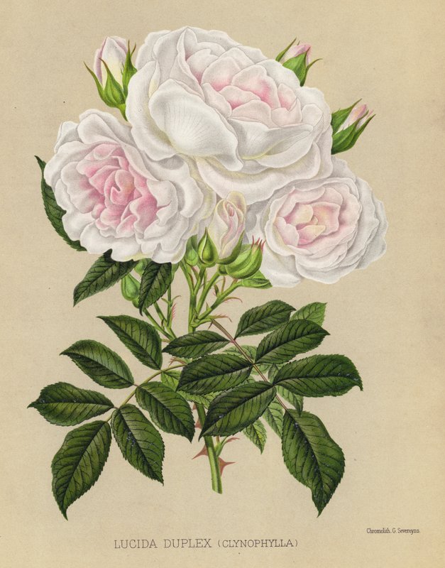 Rosehagen: Lucida Duplex, Clynophylla av English School
