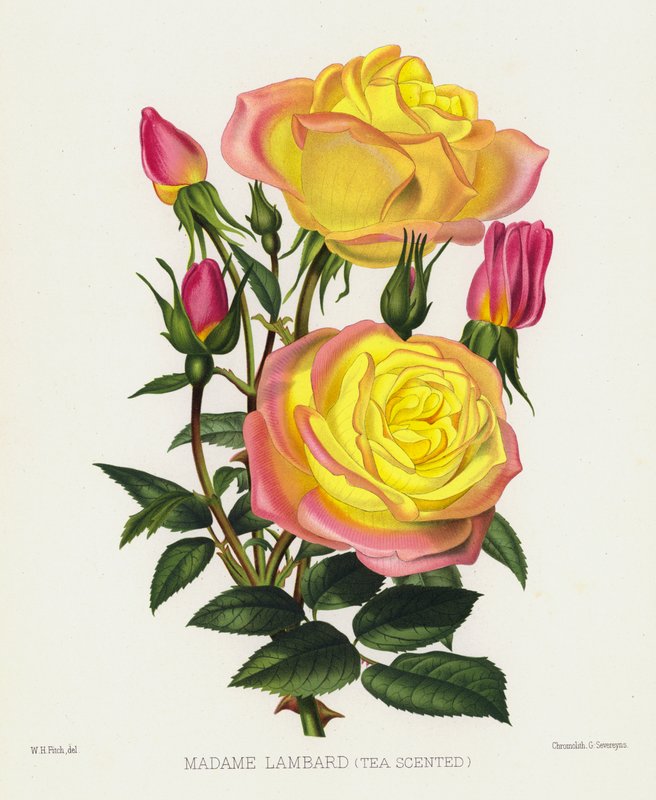 Rosehagen: Madame Lambard, teduftende av English School