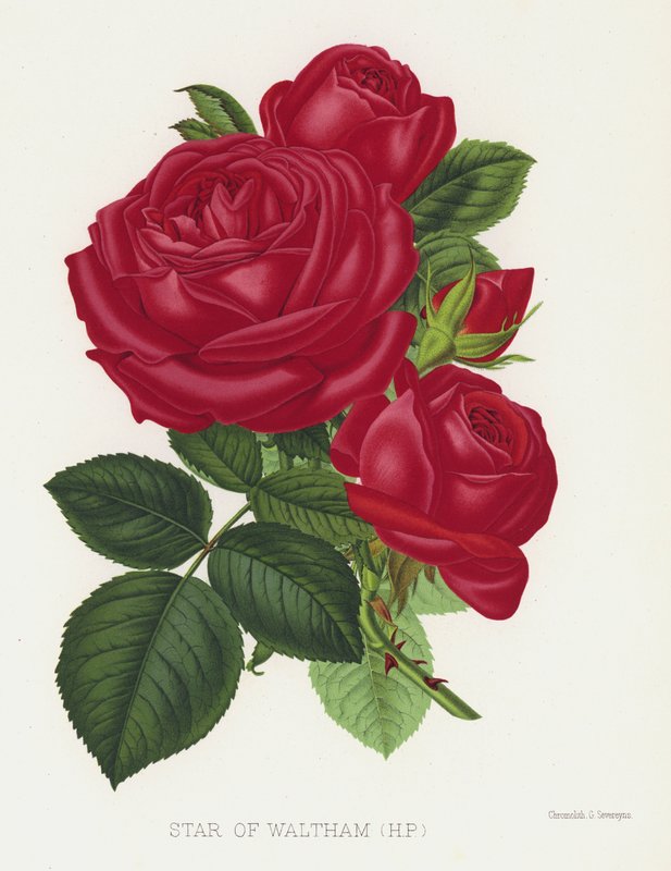 The Rose Garden: Star of Waltham, HP av English School