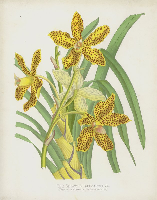 Den prangende Grammatophylen, Grammatophyllum Speciosum av English School
