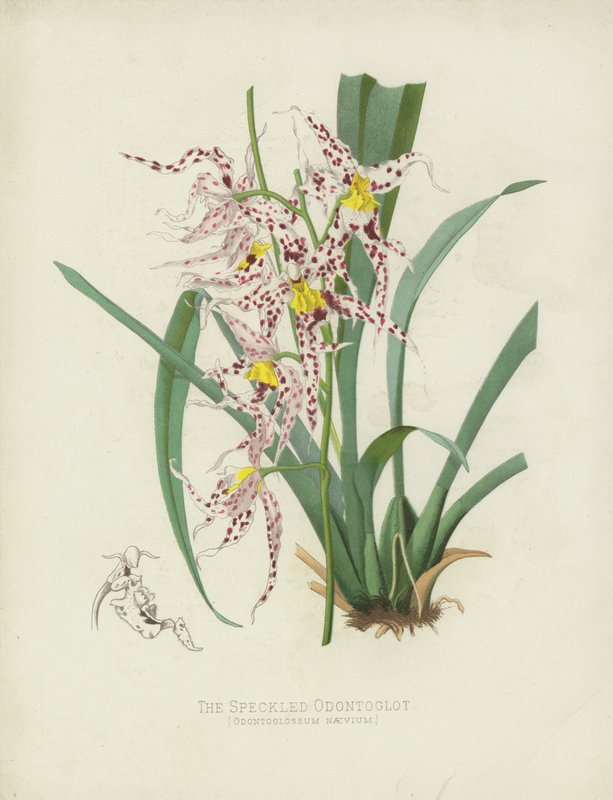 Den flekkete Odontoglot, Odontoglossum Naevium av English School