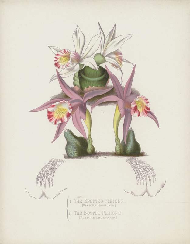 Den flekkete Pleione, Pleione Maculata; Flasken Pleione, Pleione Lagenaria av English School