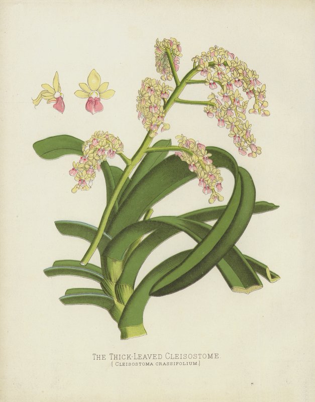 Tykkbladet Cleisostome, Cleisostoma Crassifolium av English School