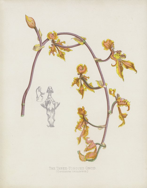 The Three-Tongued Oncid, Oncidium Trilingue av English School