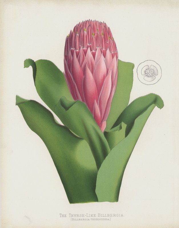 Den Thyrse-lignende Billbergia, Billbergia Thrysoidea av English School