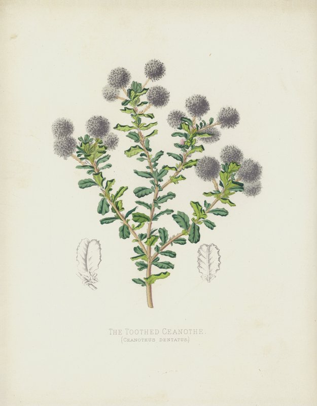 Den tannede Ceanothe, Ceanothus Dentatus av English School