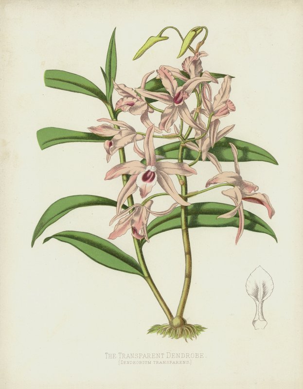 The Transparent Dendrobe, Dendrobium Transparens av English School