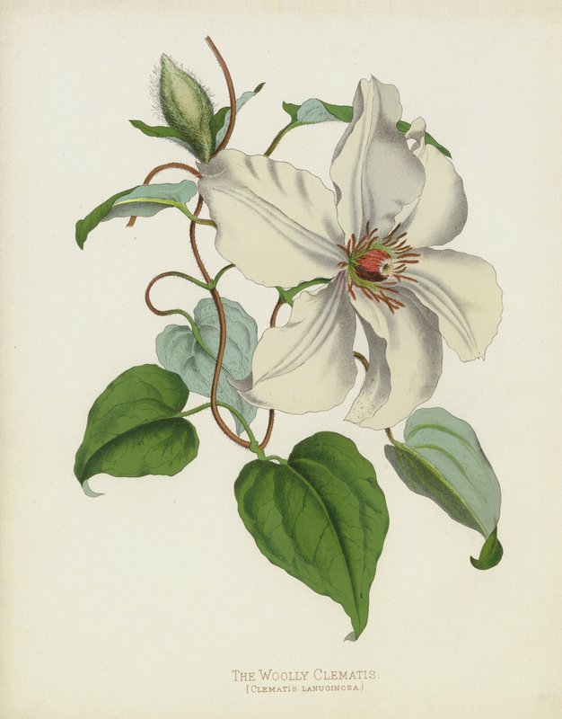 Den ullklematisen, Clematis Lanuginosa av English School