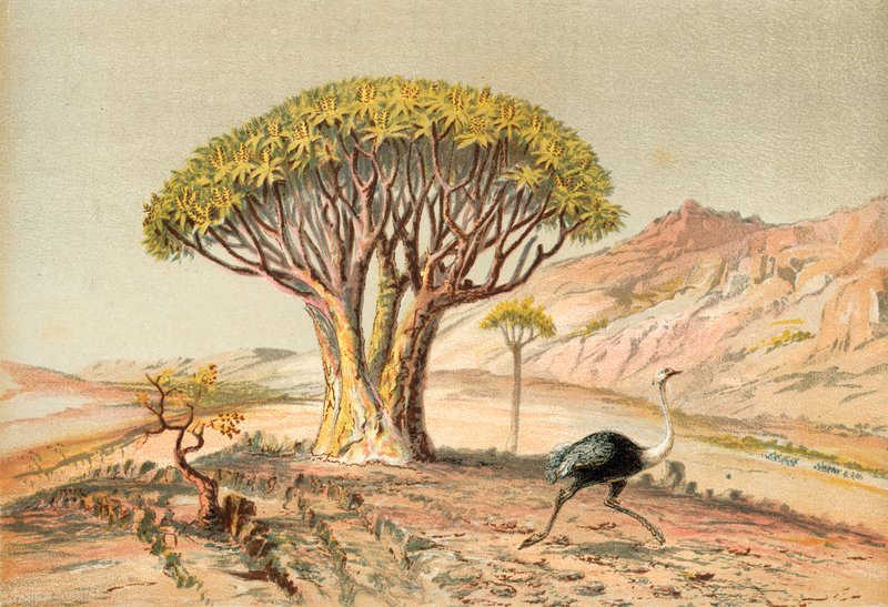 De store trærne: aloe fra Damaraland, Sørvest-Afrika av English School