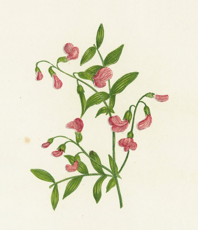Tuberøs bittervikke, Orobus Tuberosus av English School