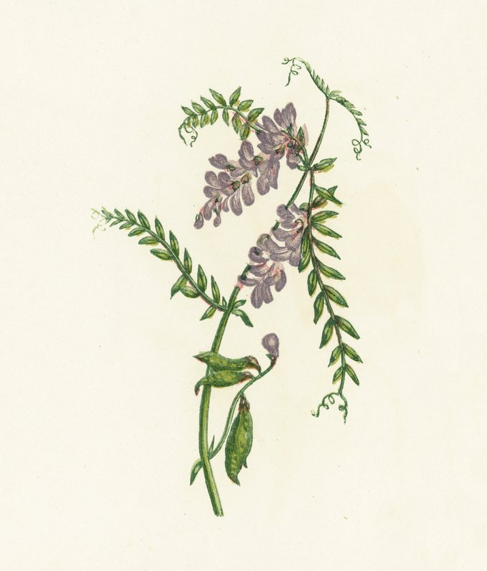 Tufted Vikker, Vicia Cracca av English School