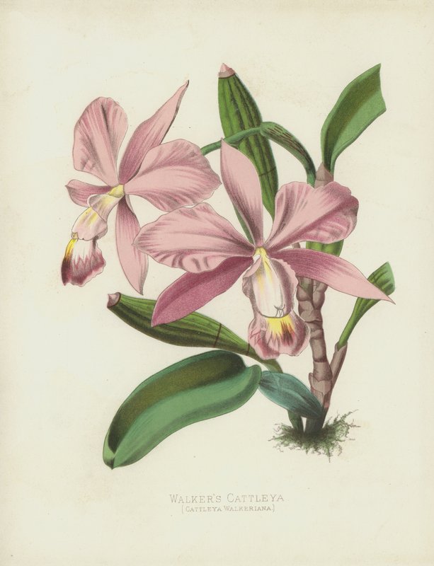 Walkers Cattleya, Cattleya Walkeriana av English School