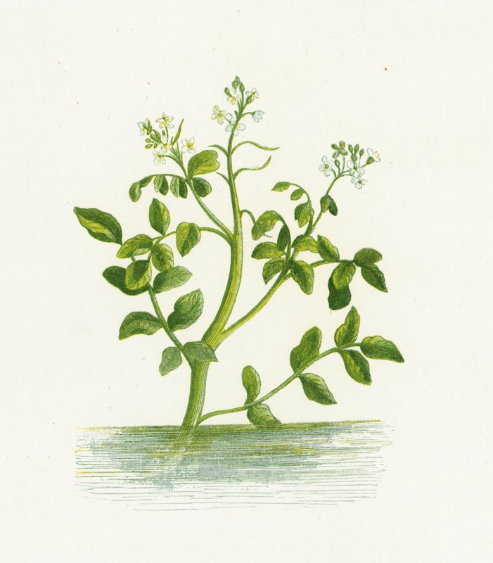 Vannkarse, Nasturtium Officinale av English School