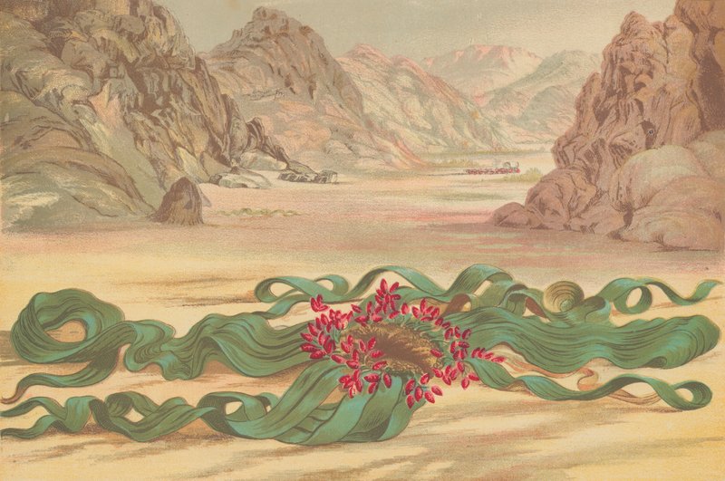Welwitschia mirabilis, plante i Sørvest-Afrika av English School