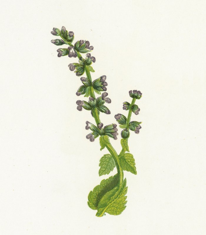 Vill engelsk Clary, eller Sage, Salvia Verbenaca av English School