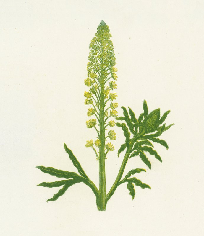 Vill Mignonette, Reseda Lutea av English School