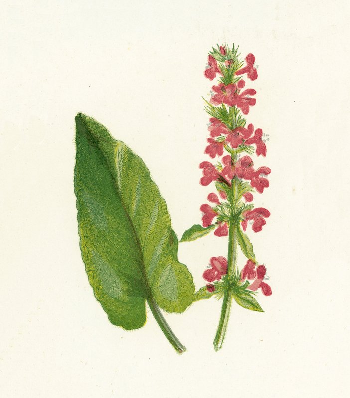 Wood Betony, Betonica Officinalis av English School