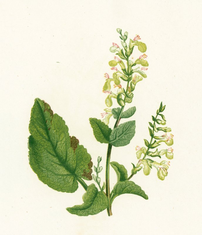Tresalvie, Teucrium Scorodonia av English School