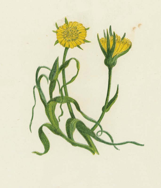 Gult geiteskjegg, Tragopogon Pratensis av English School