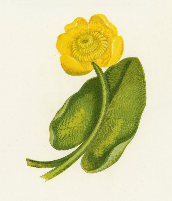 Gul vannlilje, Nuphar Lutea av English School