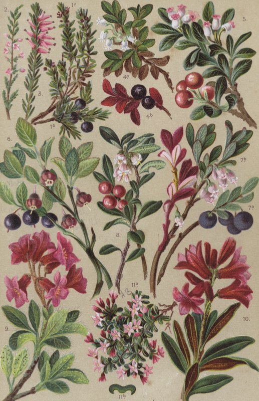 Alpeflora av European School