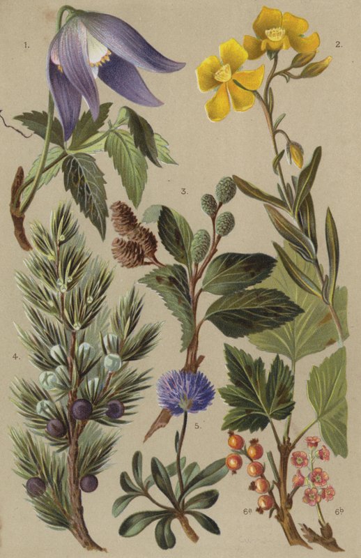 Alpeflora av European School