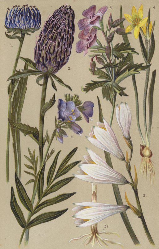 Alpeflora av European School
