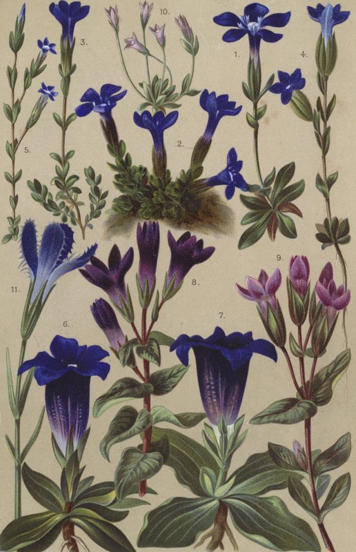 Alpeflora av European School