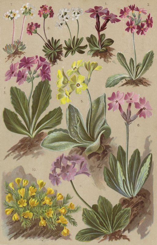 Alpeflora av European School