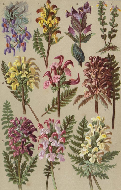 Alpeflora av European School