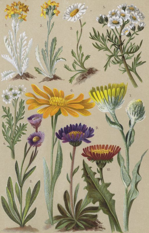 Alpeflora av European School