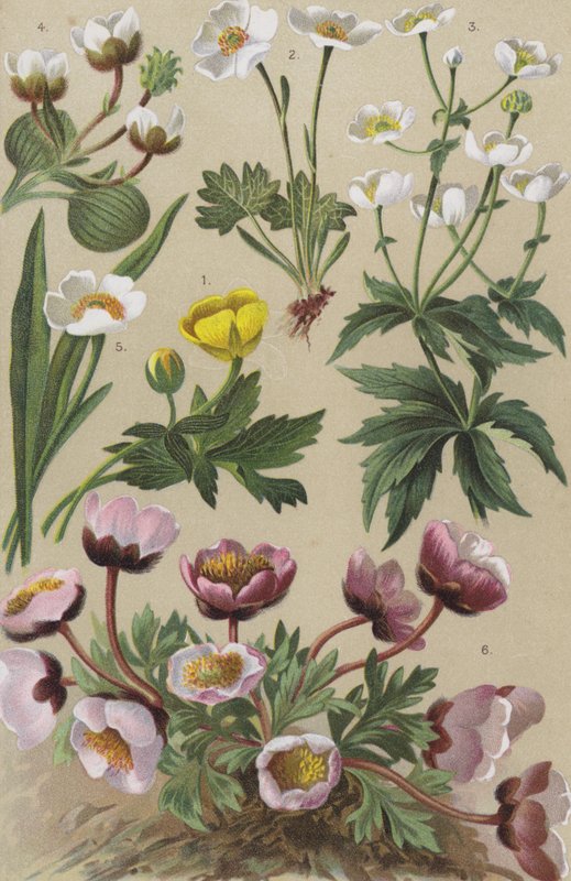 Alpeflora av European School