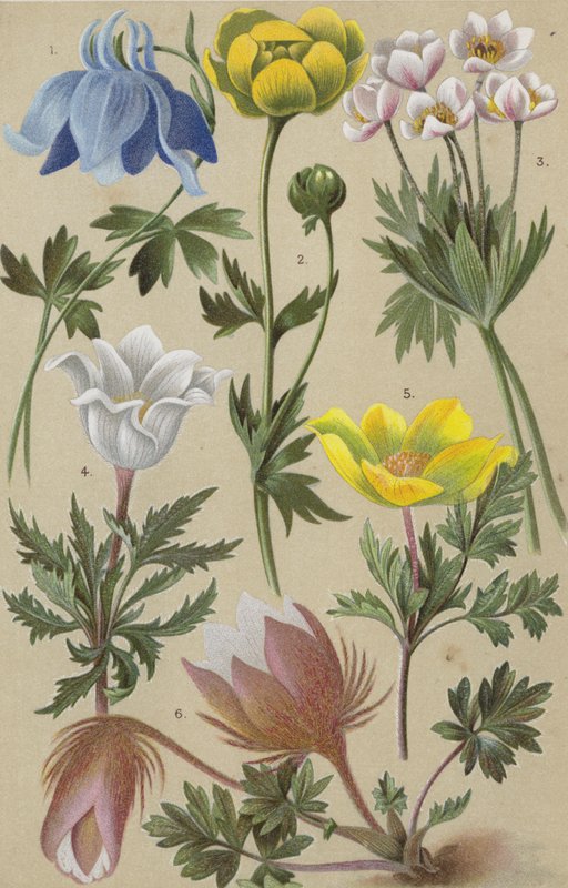 Alpeflora av European School