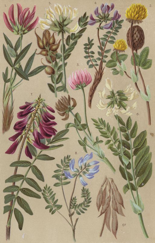 Alpeflora av European School