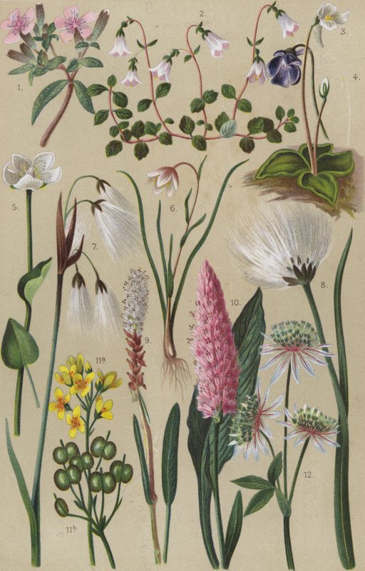Alpeflora av European School
