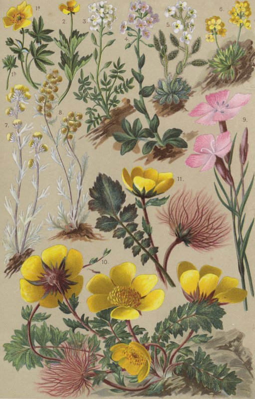 Alpeflora av European School