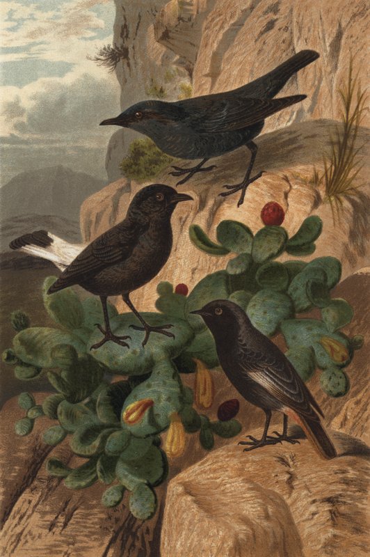 Blue Rock Thrush, Black Wheatear og Black RedStar av European School