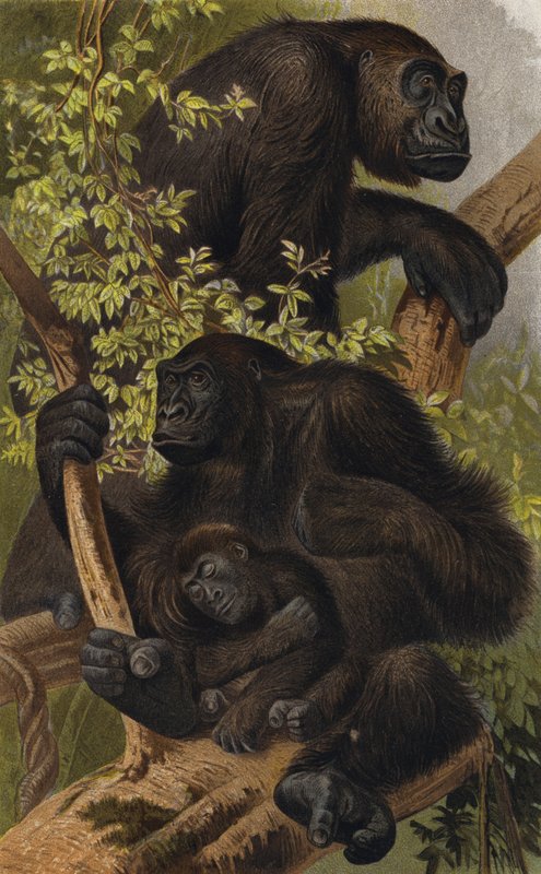 Gorilla av European School
